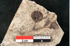 Foto (Detailansicht) von Glyptostrobus europaeus Brongniarti (NHMW-GEO-2024-0188-8074)